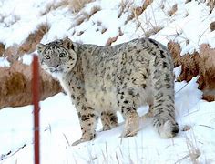 新疆雪豹客场遭逢失败，需要重新审视战术的简单介绍